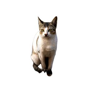 A Cute Domestic Cat With Striking Eyes Sitting And Staring Indoors. 14837 - Cat PNG image with transparent background